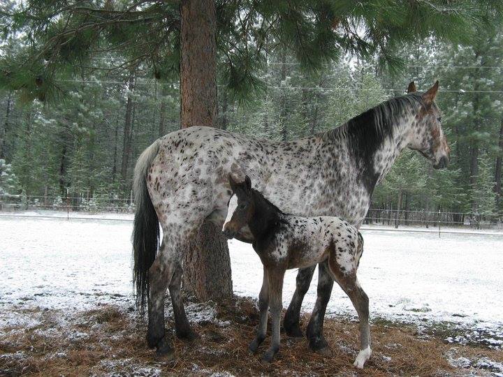 Foundation Appaloosa Association